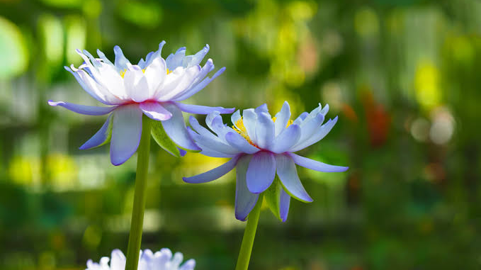 Blue Lotus