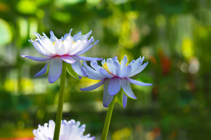 Blue Lotus