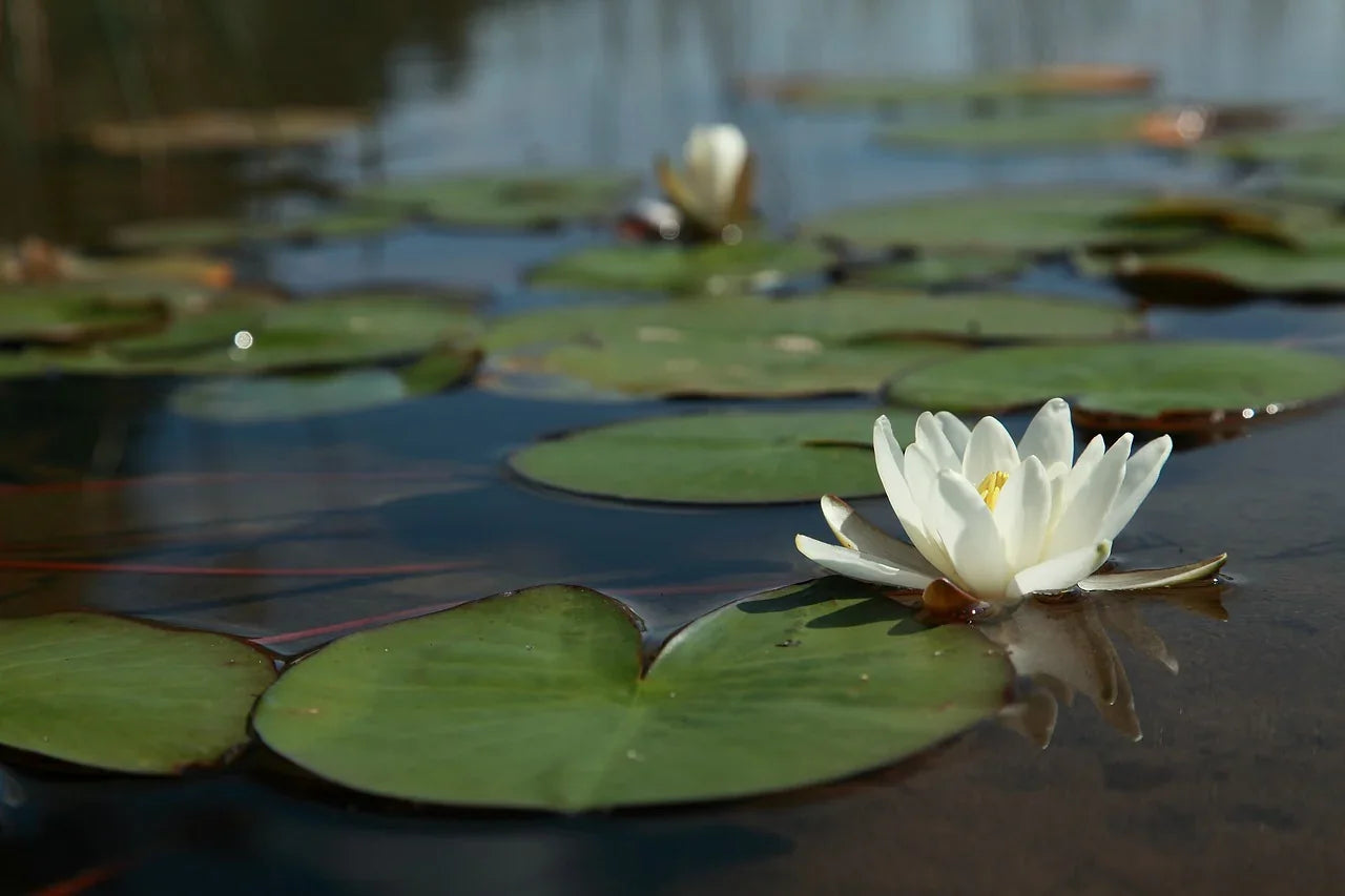 White water lily flower with green lily pads floating on a calm pond surface