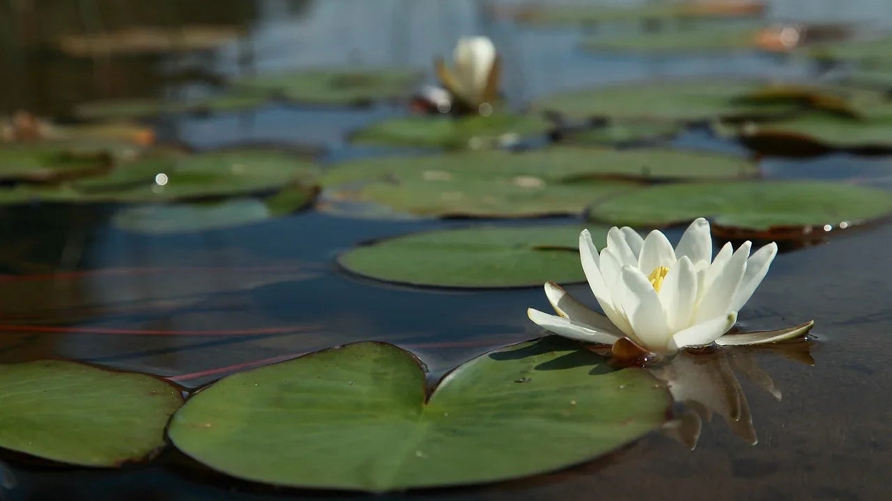 White water lily flower with green lily pads floating on a calm pond surface